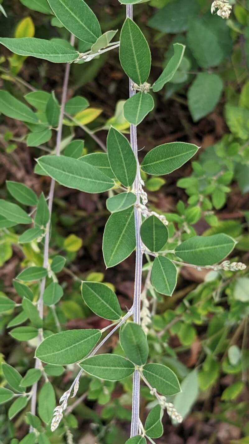 Lespedeza bicolore 18