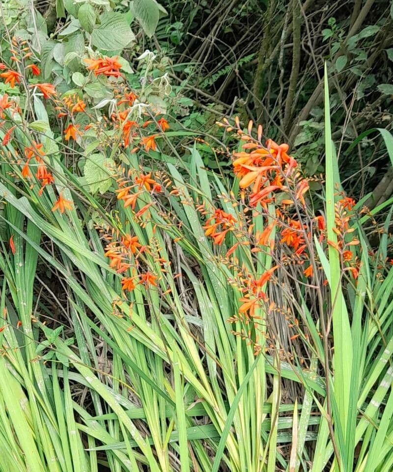 Montbretia 14