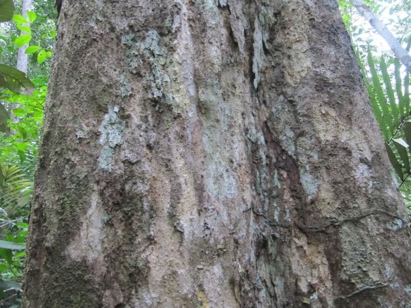 Acioa 2