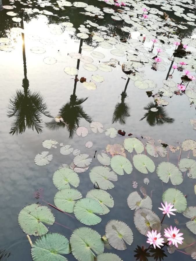 Leknín modrý 9
