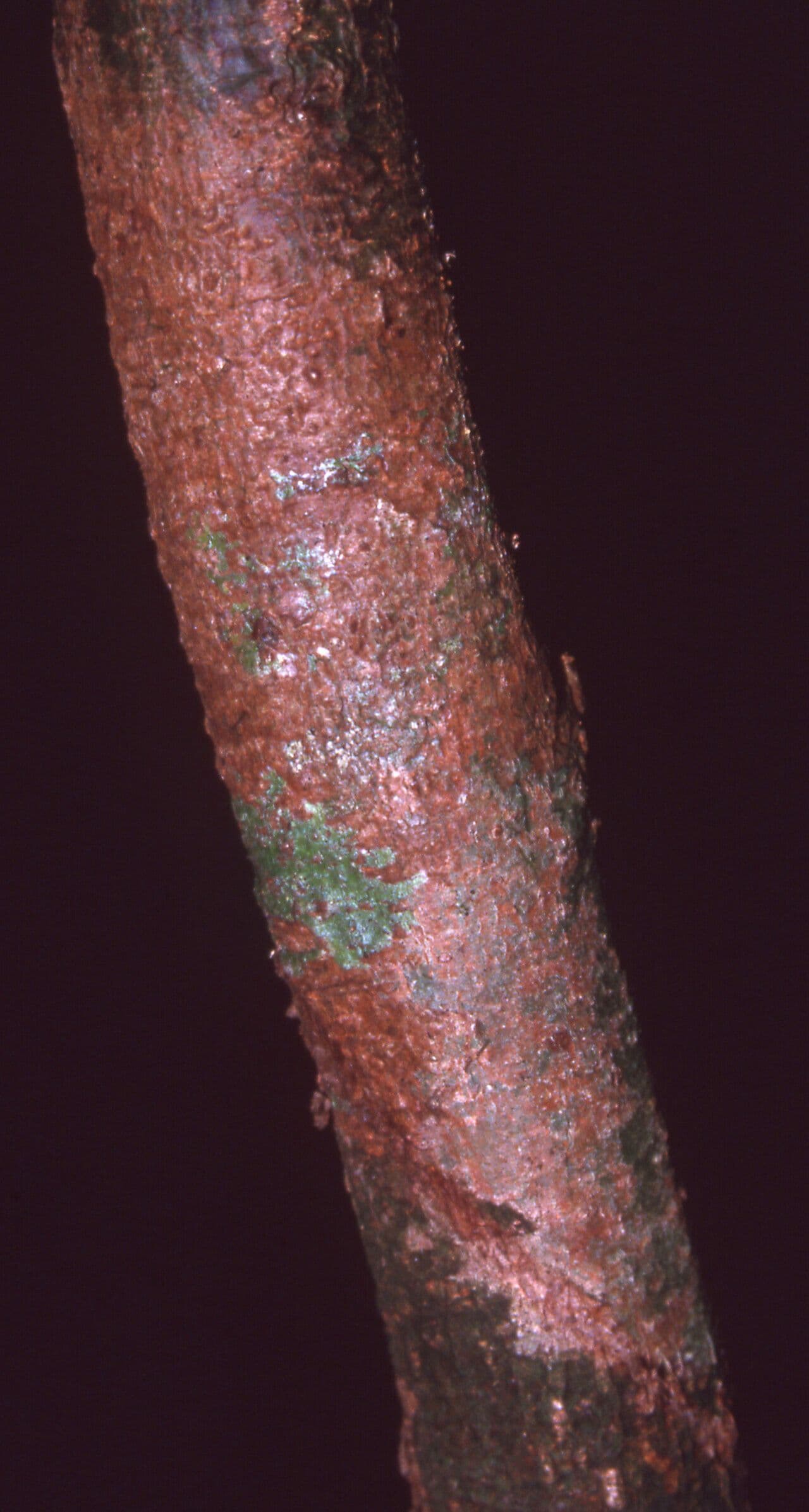 Inga 3