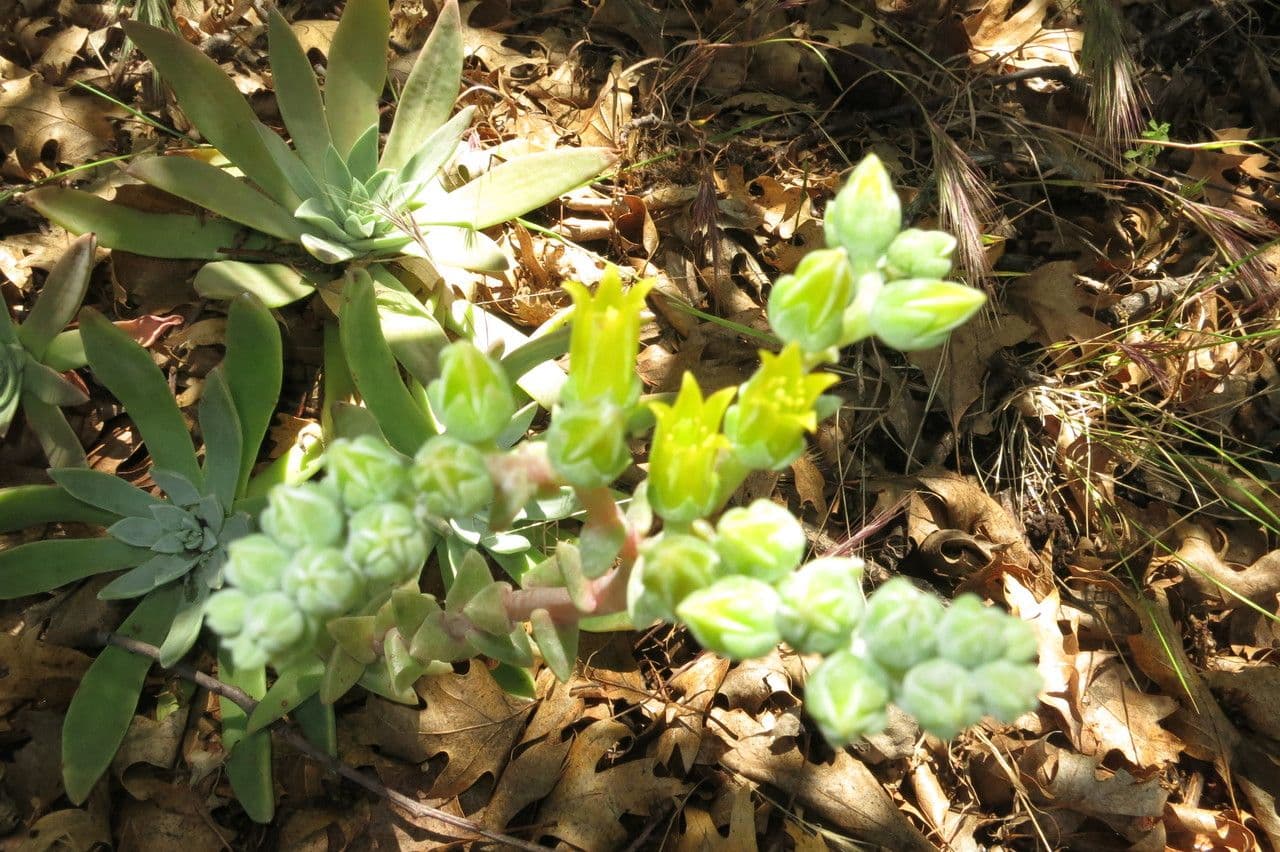 Dudleya costera 3