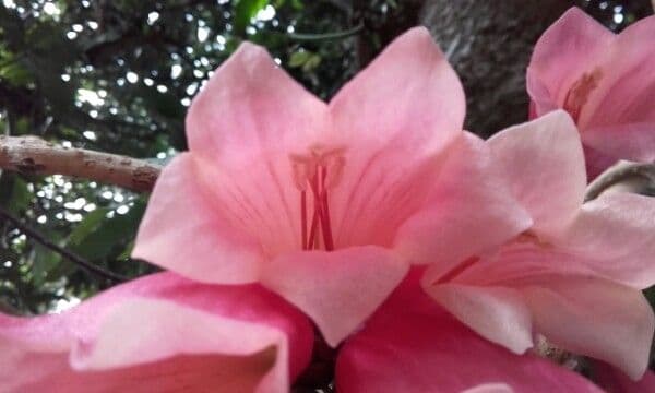 Tecomanthe 3
