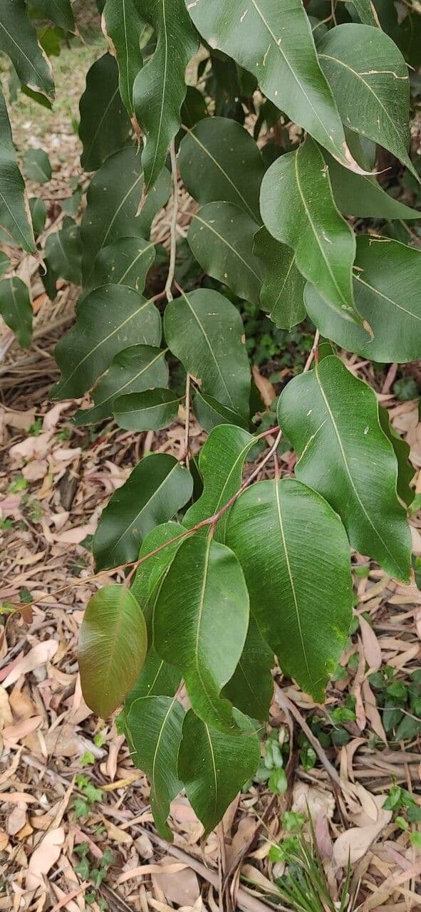 Gefleckte Eukalyptus 3
