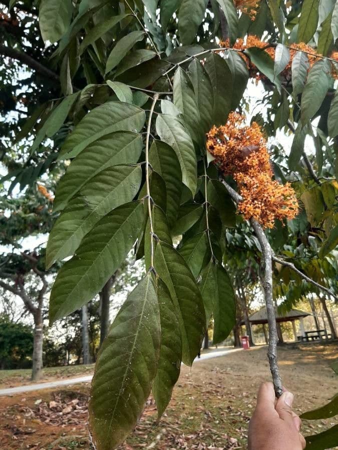 Saraca indica 18