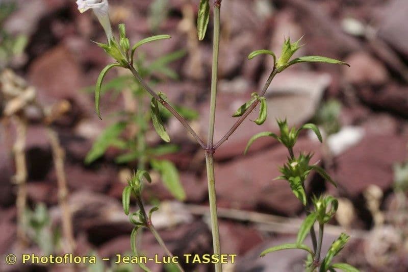 Galeopsis reuteri 11