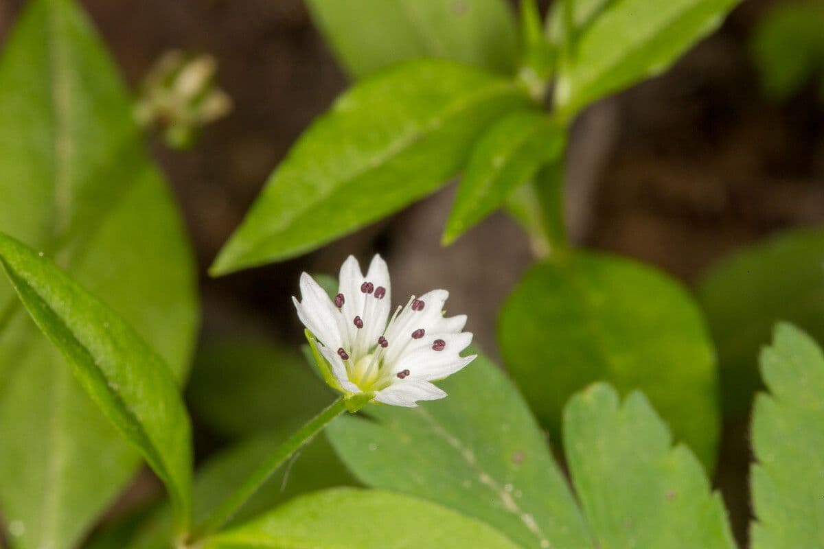 Pseudostellaria