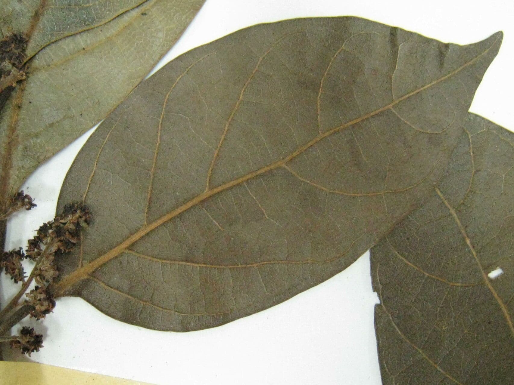 Ocotea 5