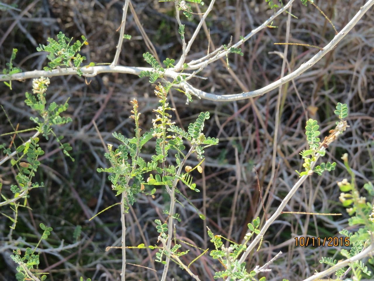Eysenhardtia 6