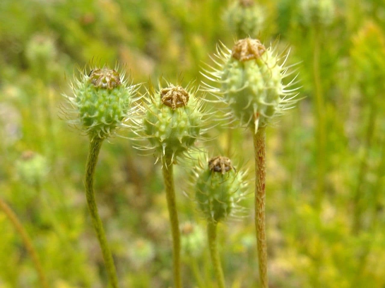 Bastard-Mohn