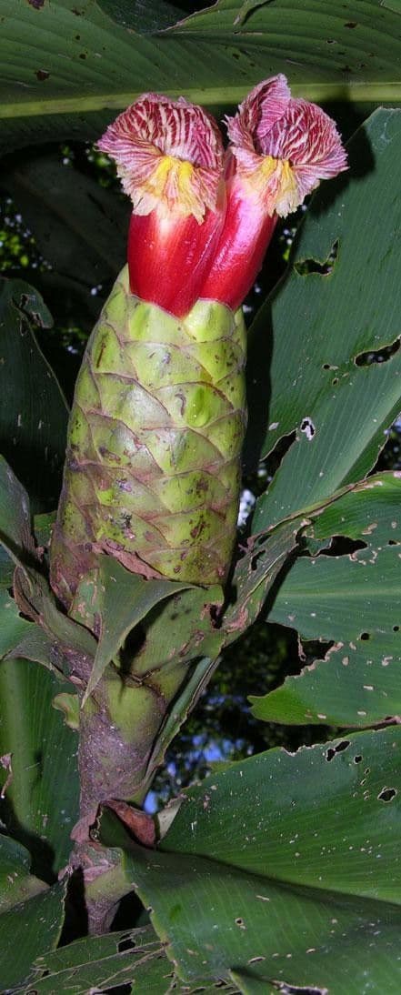 Costus liscio 7