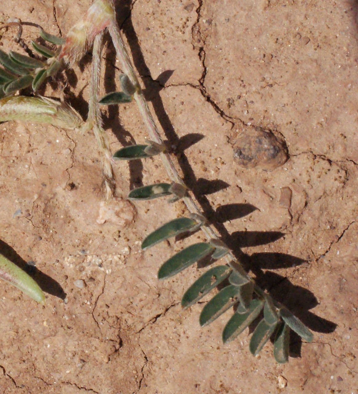 Astragalus hamosus 17