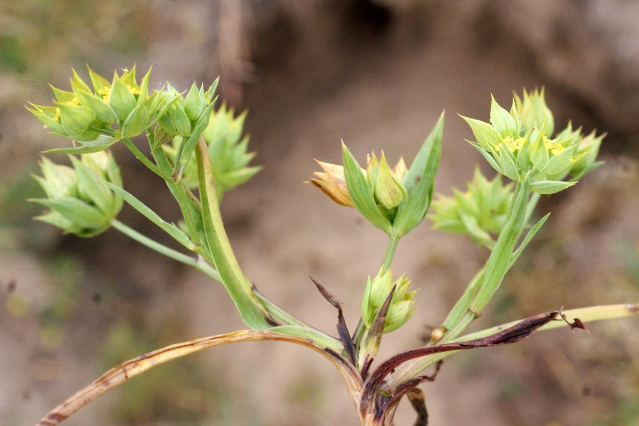 Bupleurum di Balden 11