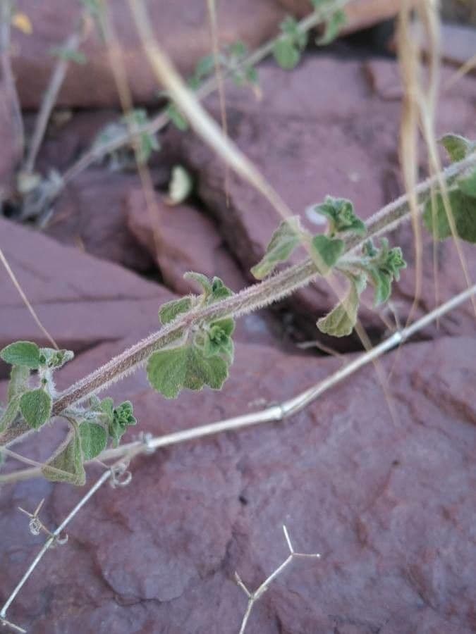 Nepitella 21
