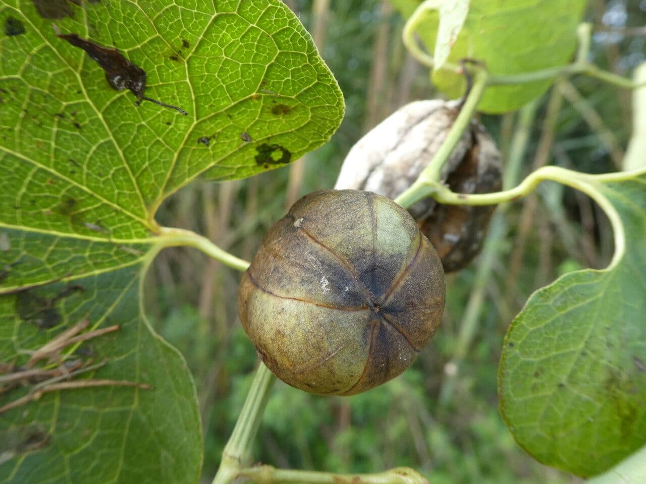 Osterluzei 4
