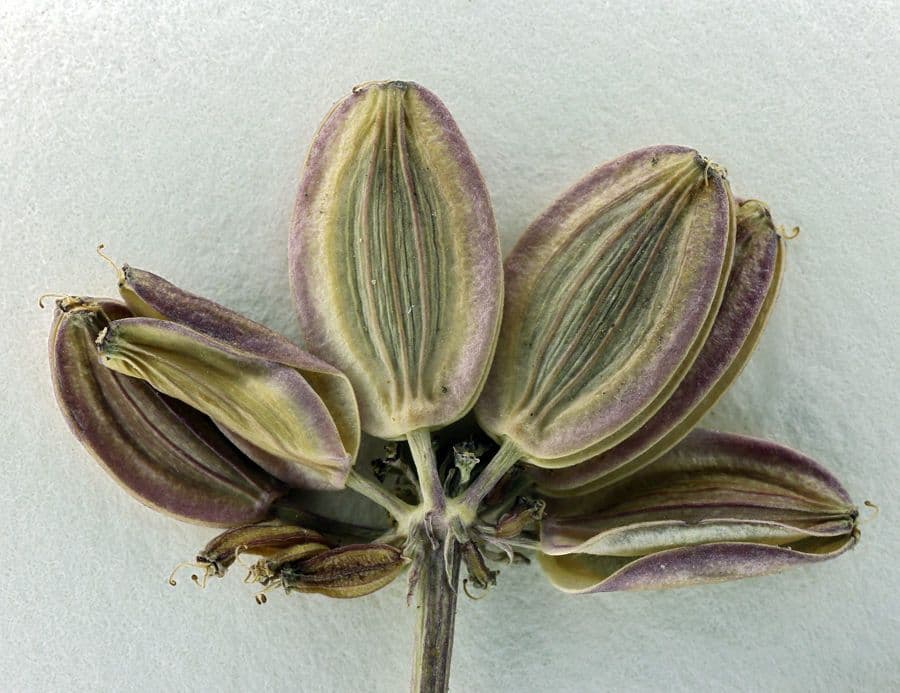 Lomatium di Engelmann 3