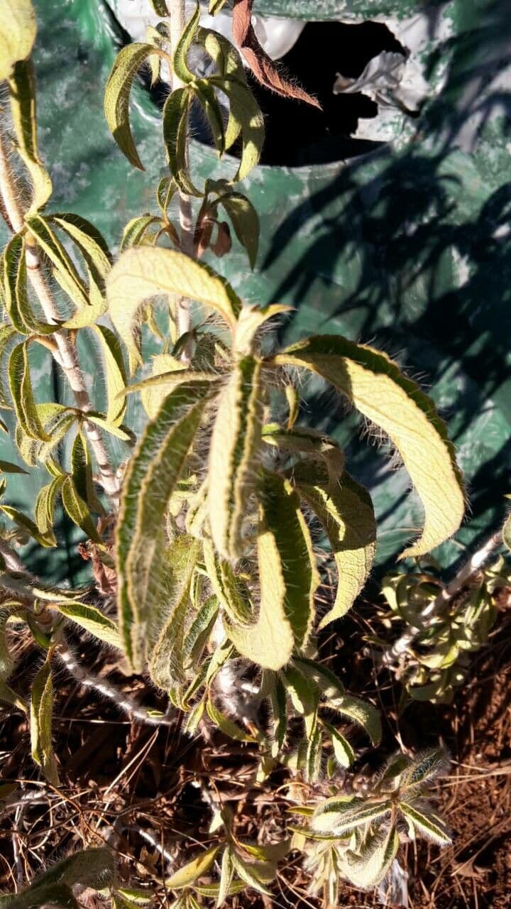 Cisto 2