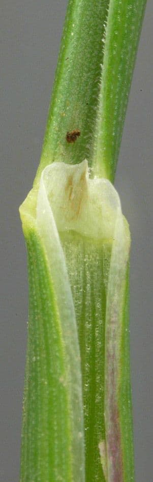 Andelgras 21