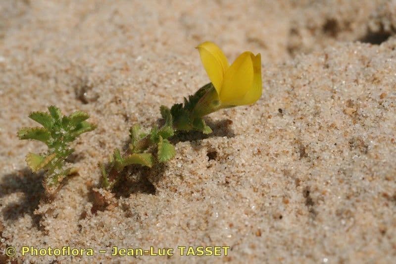 Onide variegata 22
