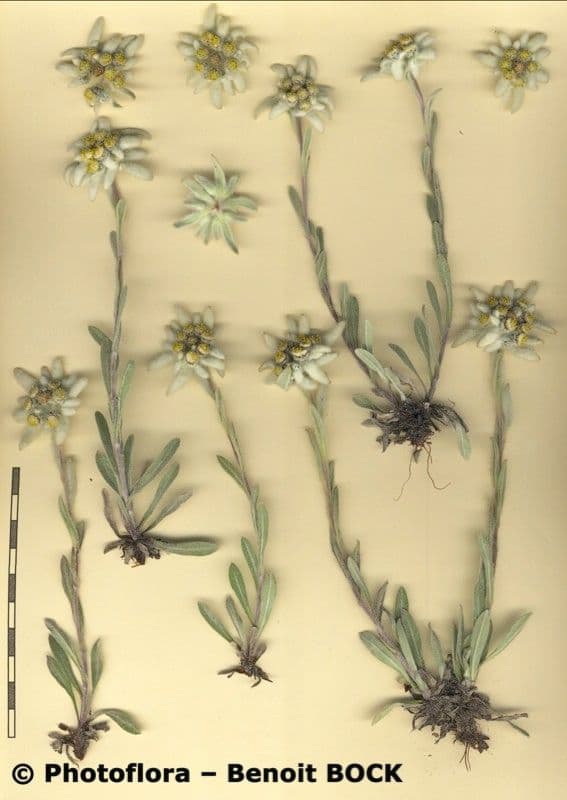 Plesnivec alpský 26