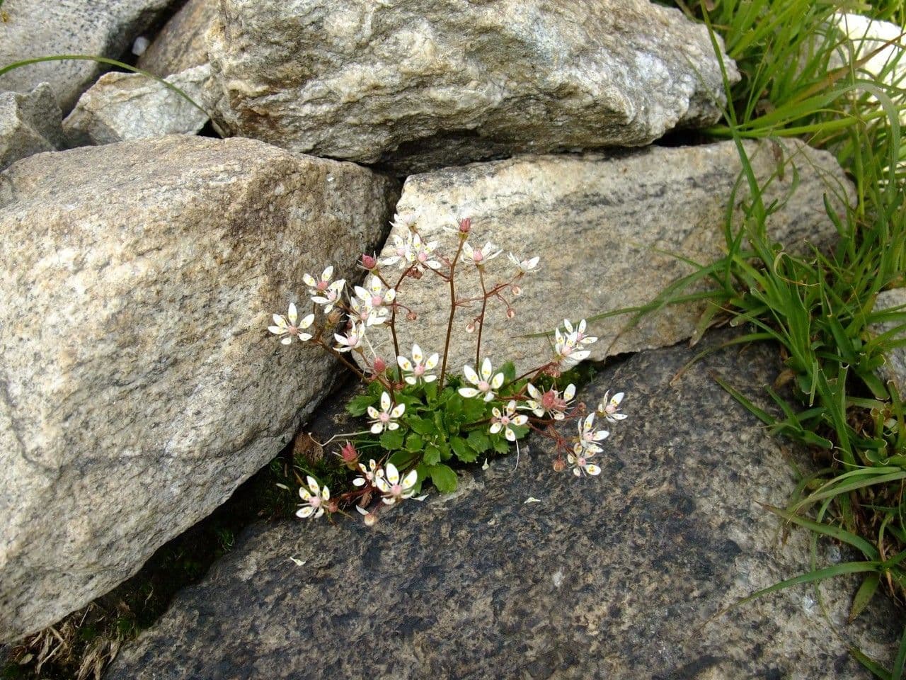 Keilblättrige Steinbrech 12