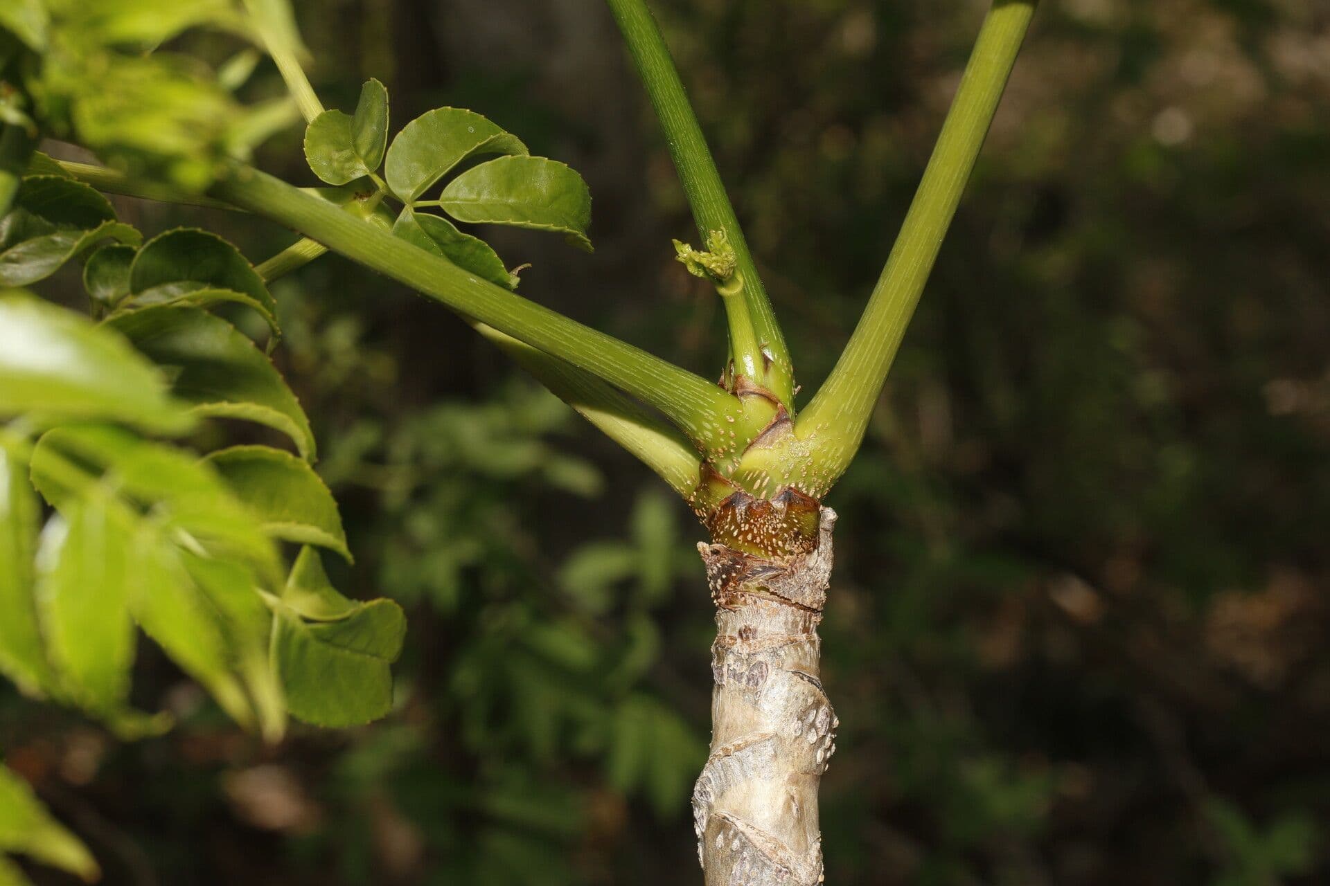 Aralia excelsa 10