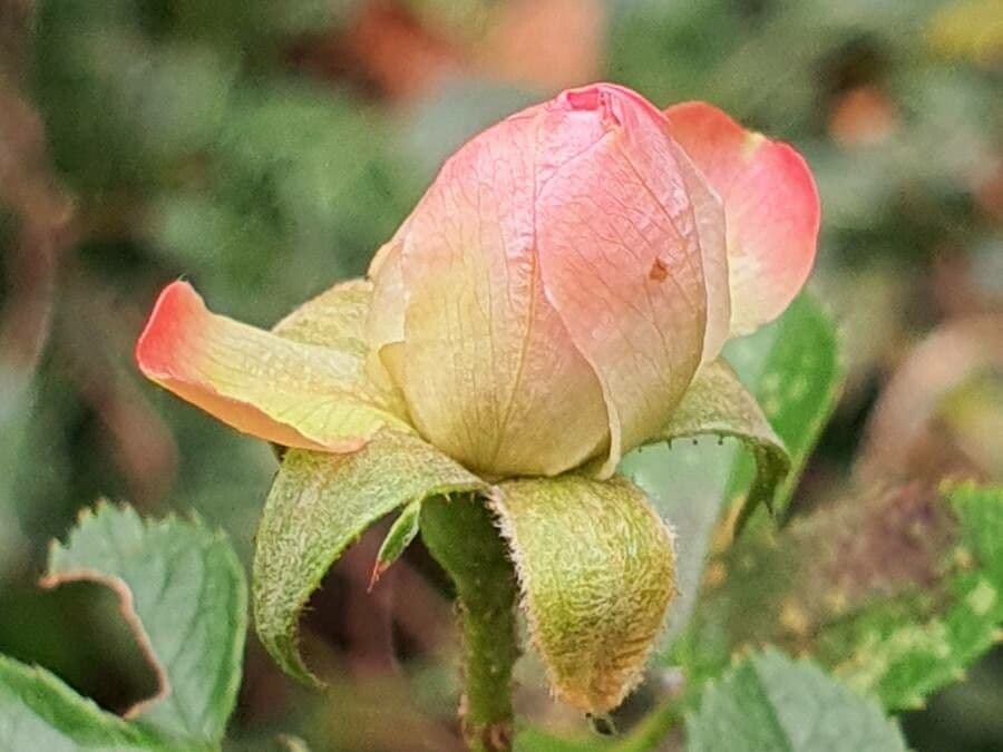 Acker-Rose 6
