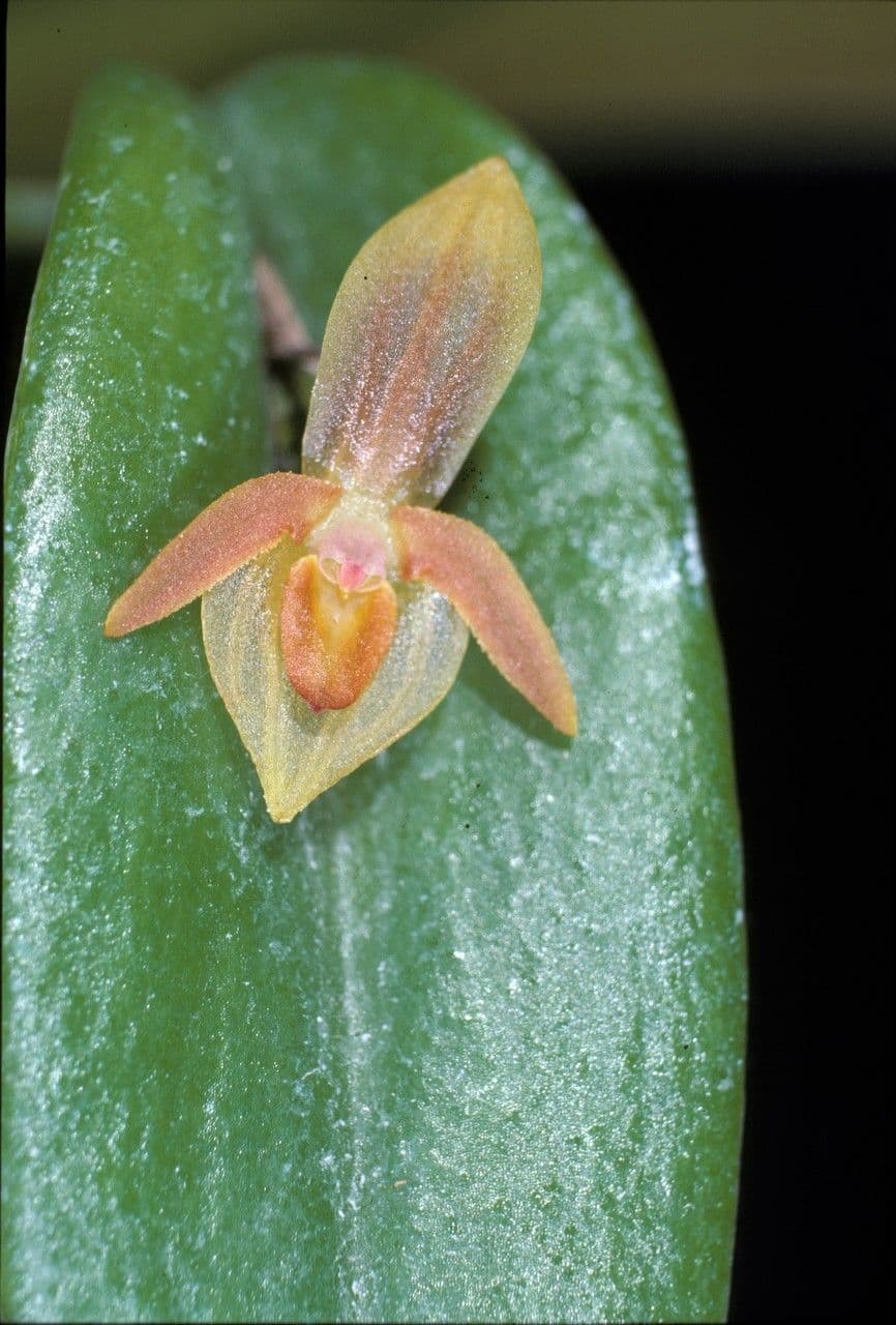 Pleurothallis 2