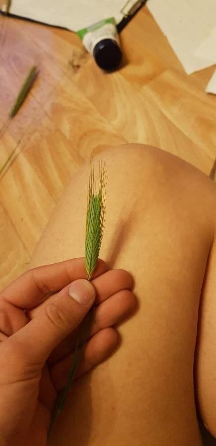 Orzo piccolo 8