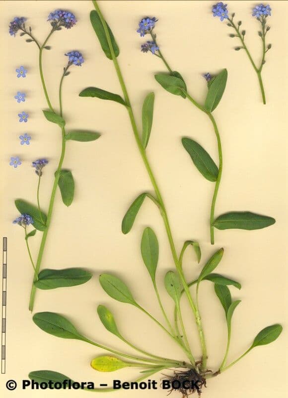 Myosotis décombant 21