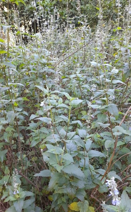 Salbei 6