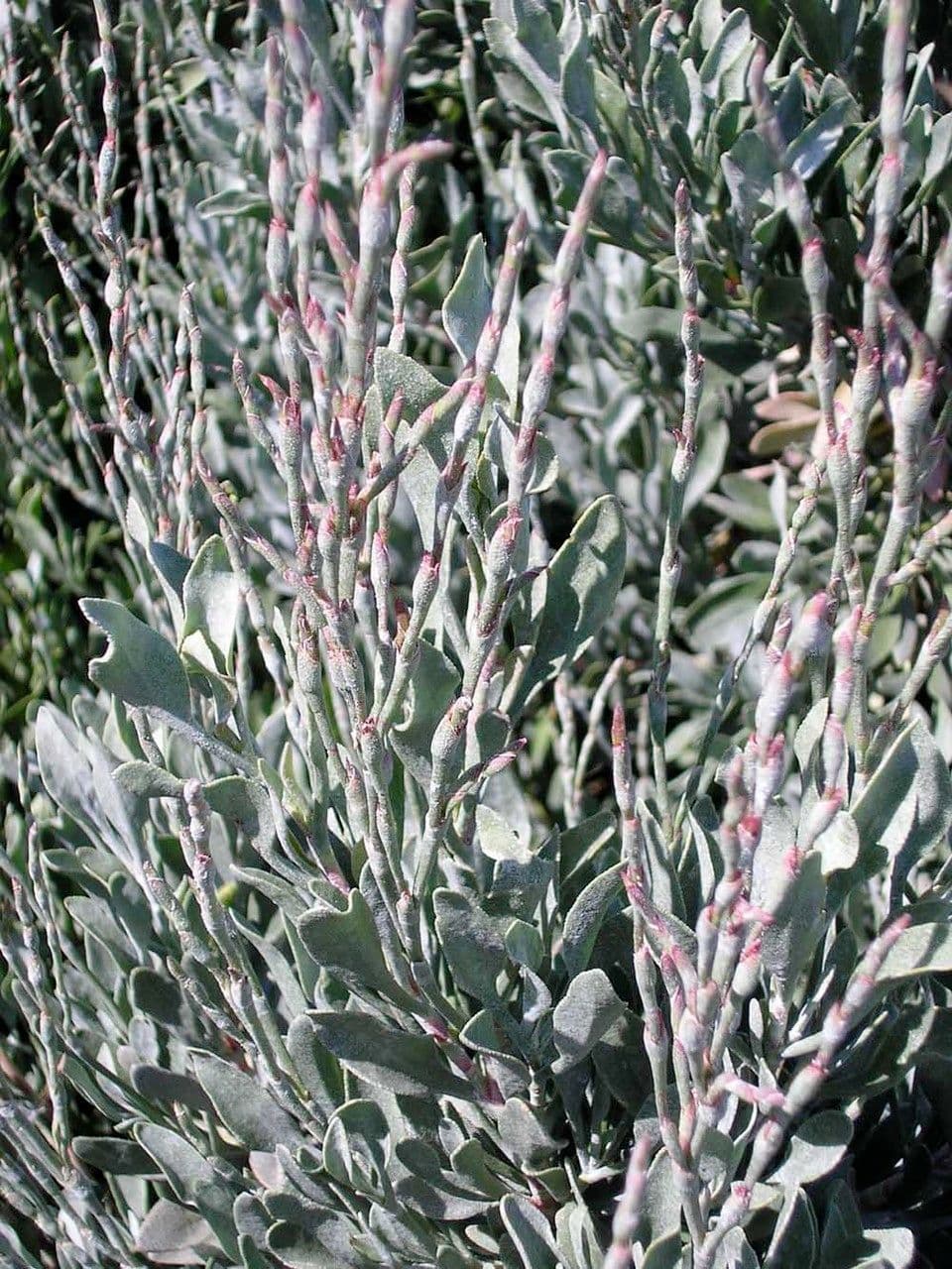 Limoniastrum monopetalum 29