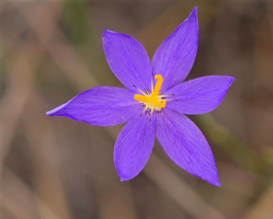 Nemastylis della Florida 4
