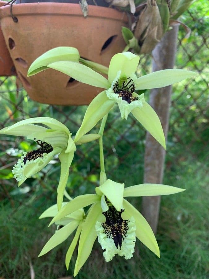 Orchidea nera 4