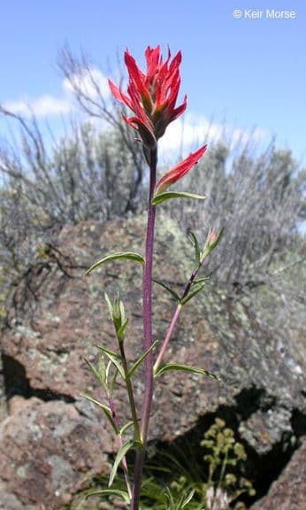 Penstemon-Penstemon 6