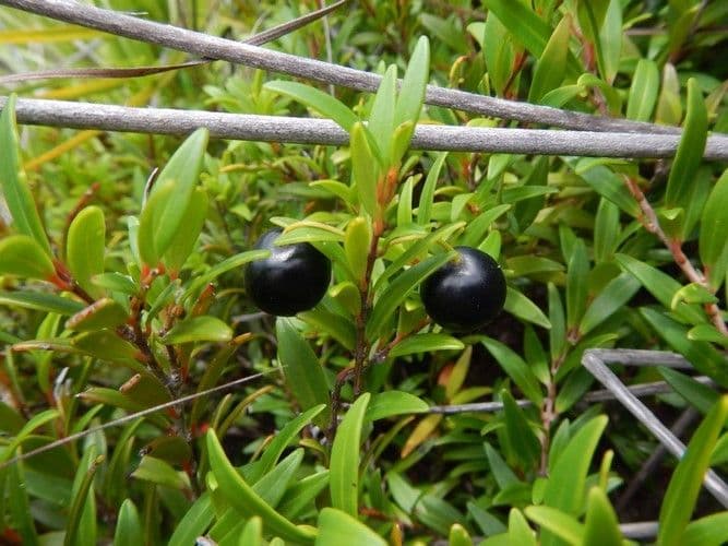Uromyrtus