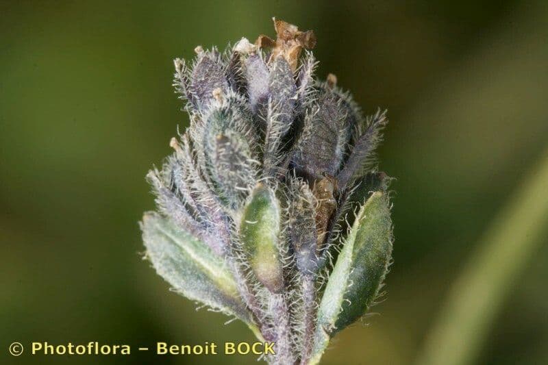 Veronica alpina 2