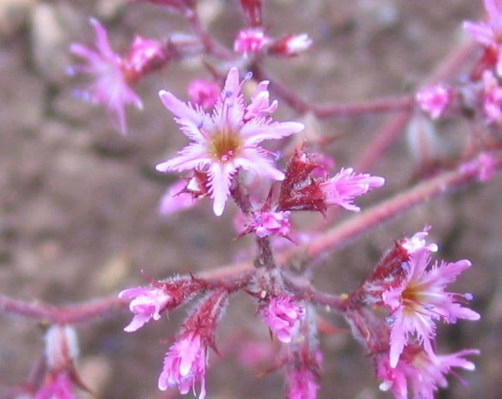 Chorizanthe 3