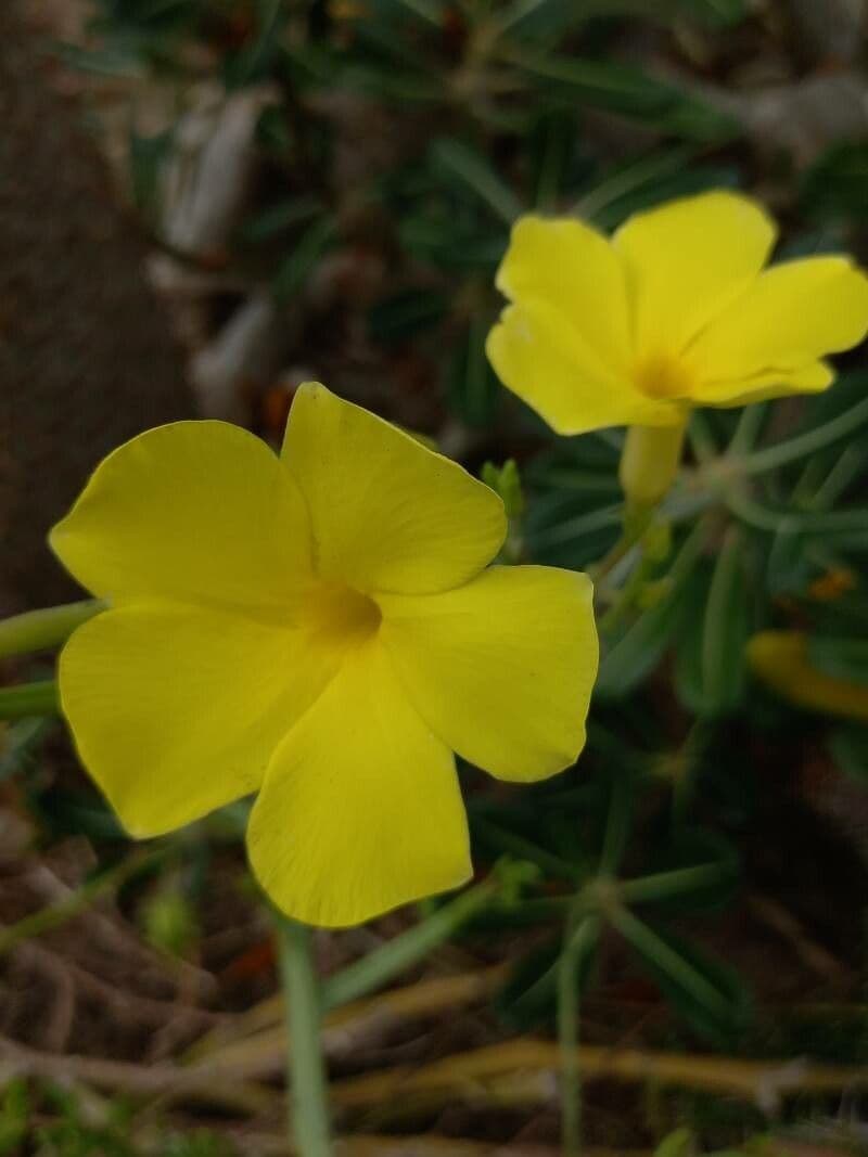Pachypodium 5