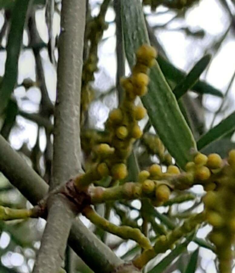 Phoradendron 6