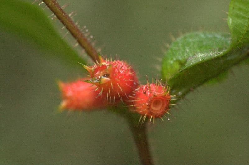 Miconia mayeta