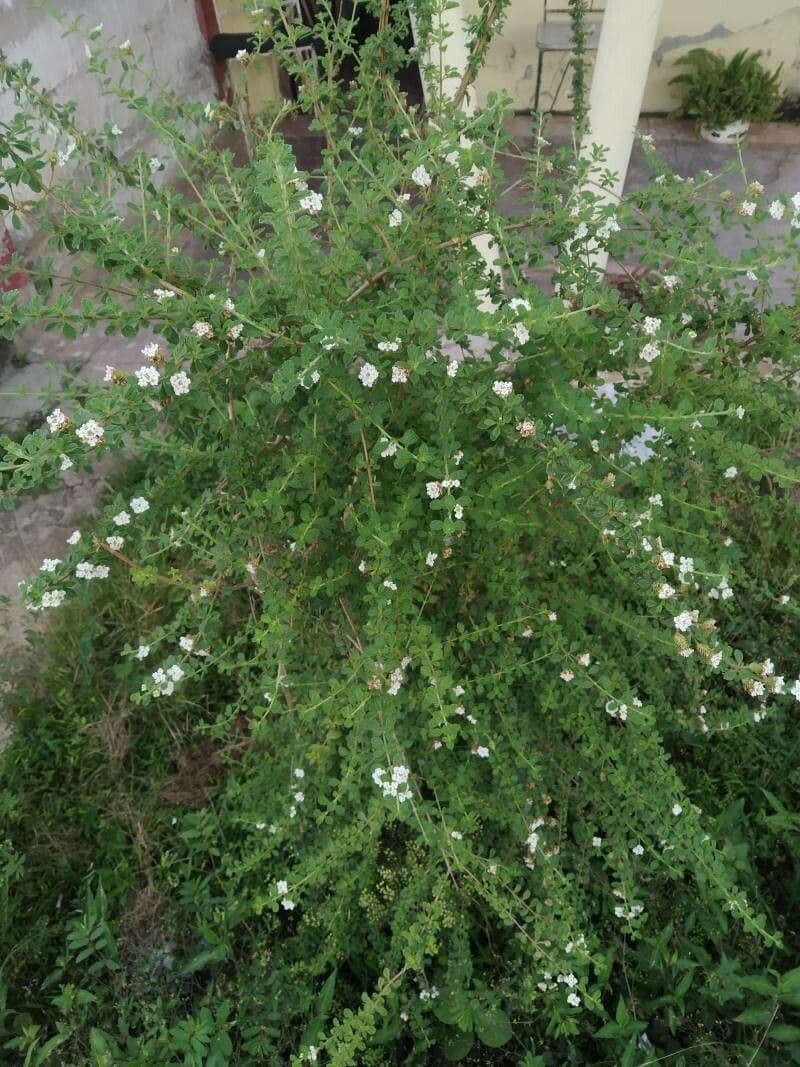 Puerto-Rico-Oregano 7