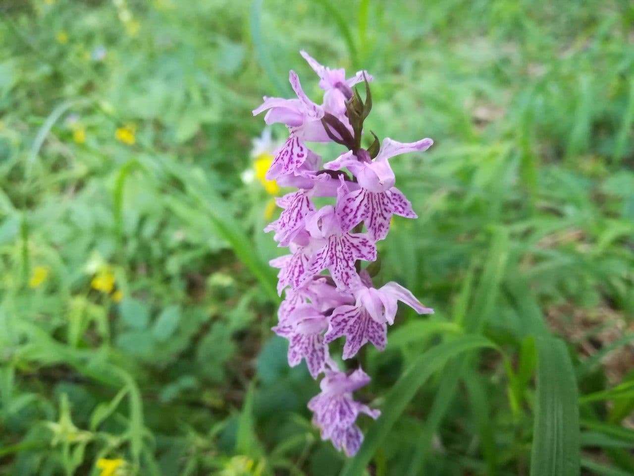 Orchidea di Fuchs 8