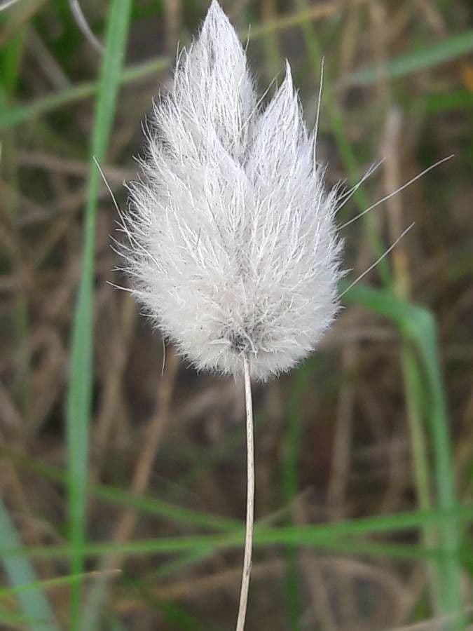 Samtgras