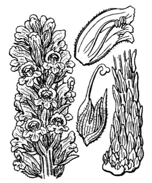 Ravanella aspra