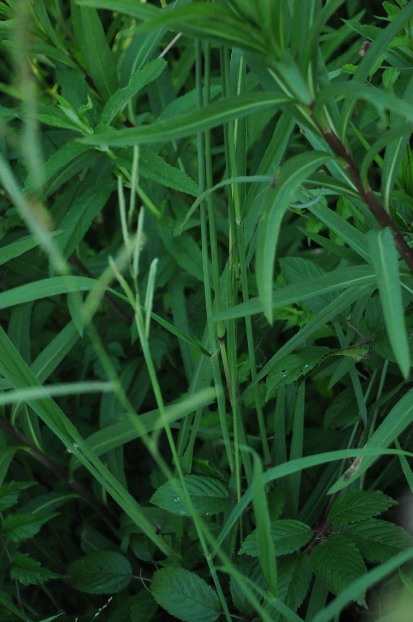 Urville-Paspalum 16