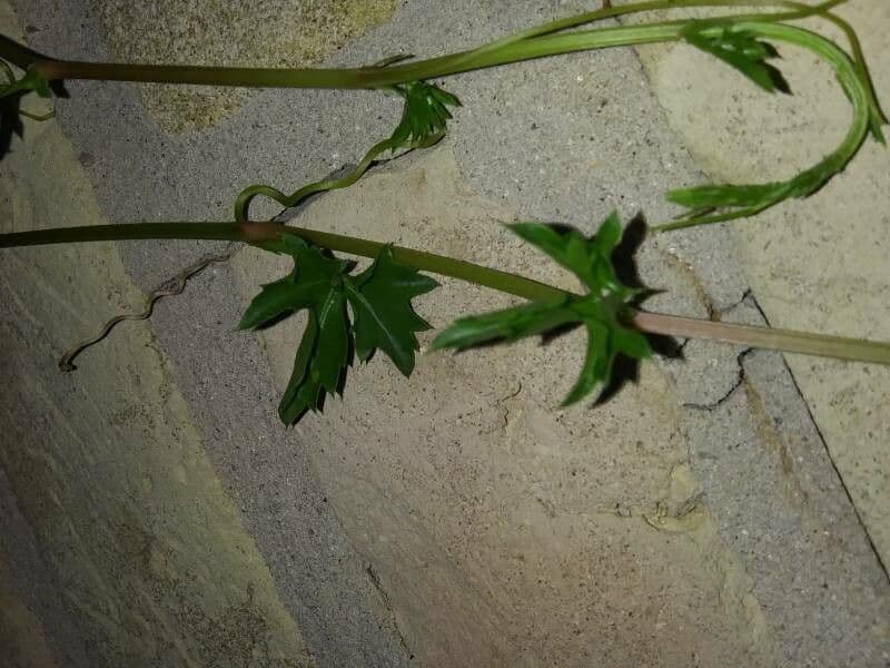 Cissus trifoliata 2