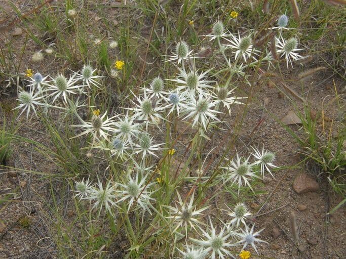 Eryngium eterofillo 5