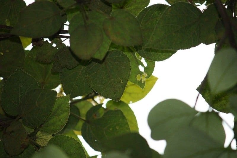 Feigenblättrige Dombeya 12