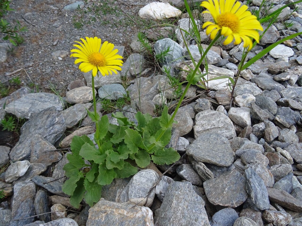 Plantain-leaf leopard's-bane 19